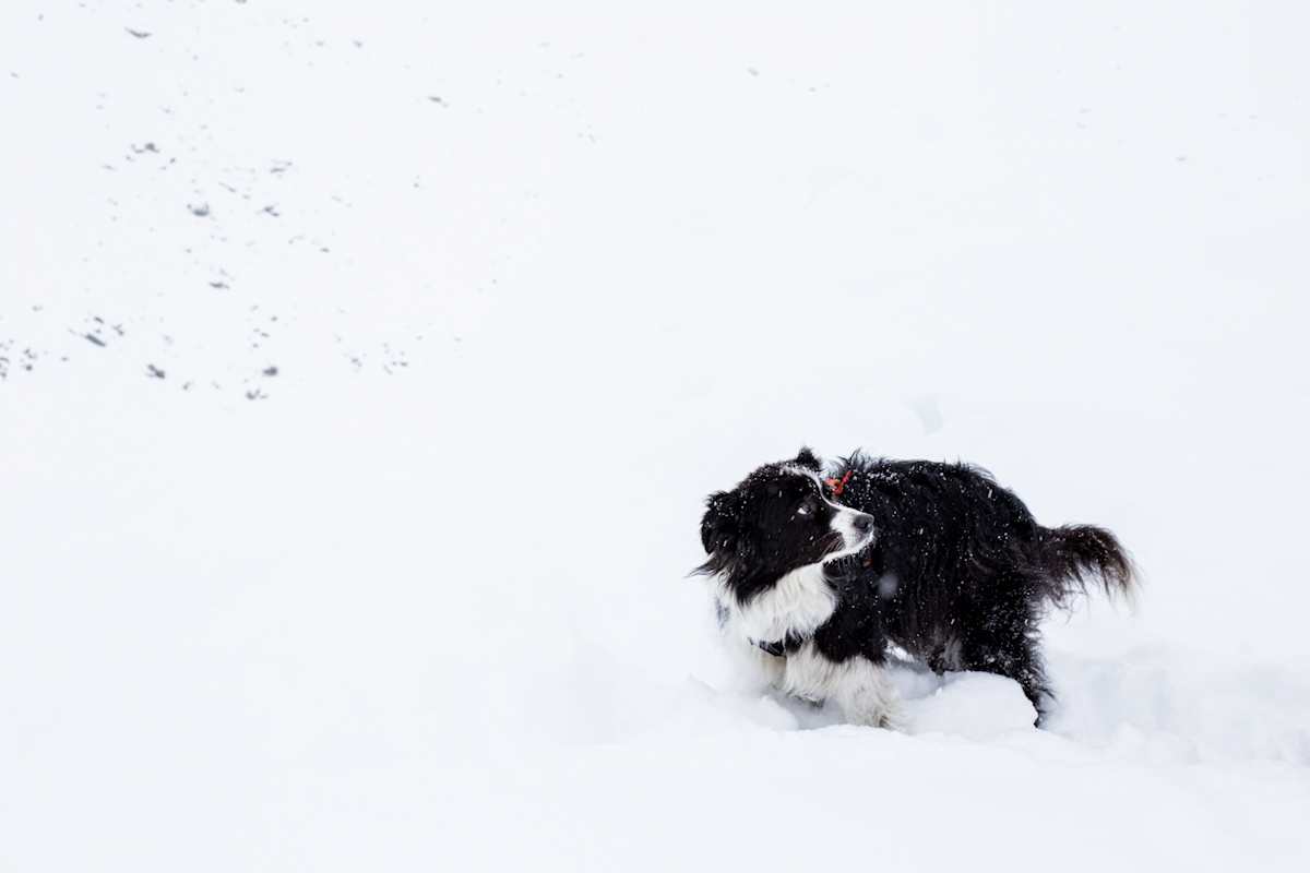 Lawinenhund