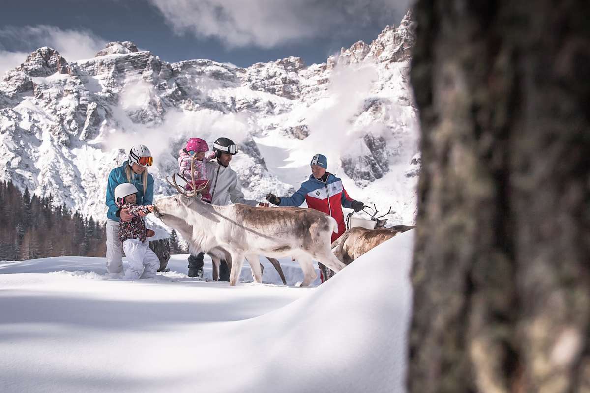 Rentiere im Skigebiet 3 Zinnen Dolomiten