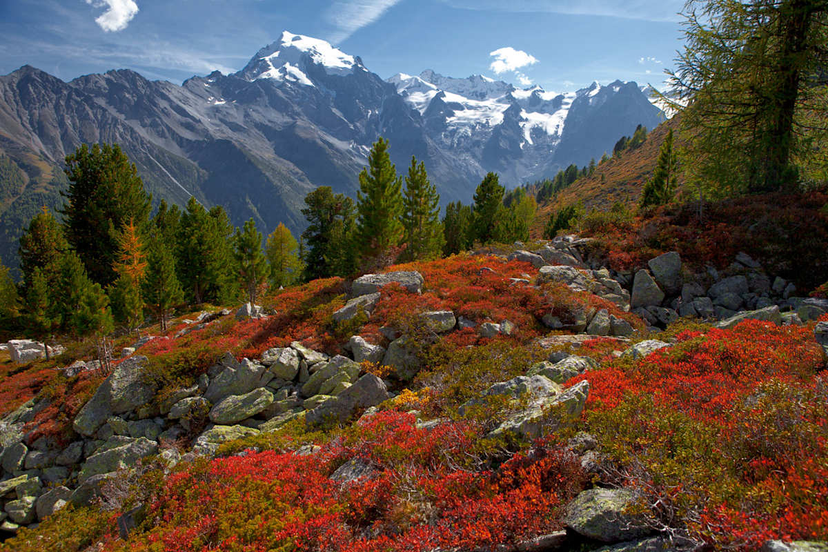 Ortler