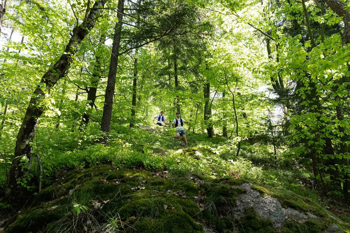 Grüne Hügel und natürliche Waldlandschaften prägen das Bild des Donausteigs