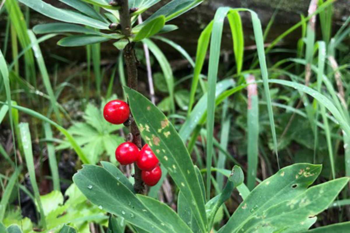 Seidelbast – so stark die Blüte duftet, so giftig ist sein Saft.