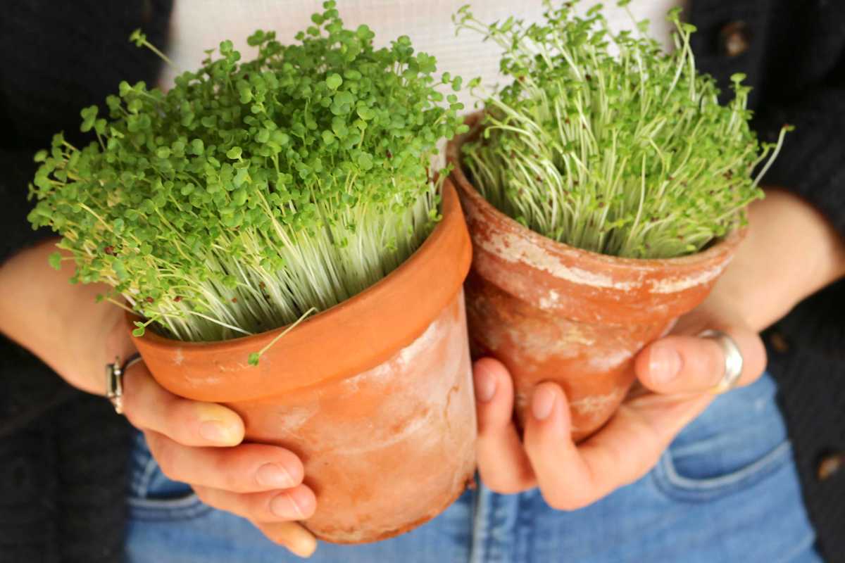 Sprosse, Keimlinge und Microgreens
