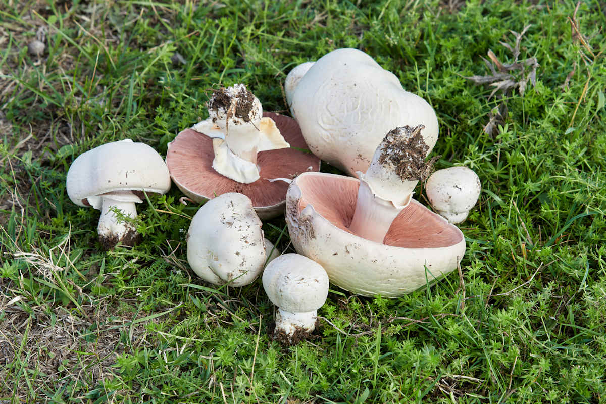 Wiesen-Champignon