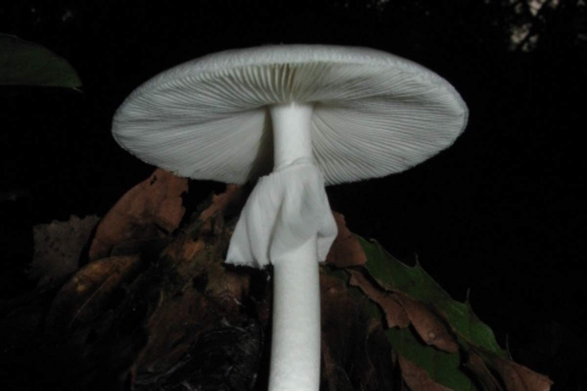 Frühlings-Knollenblätterpilz