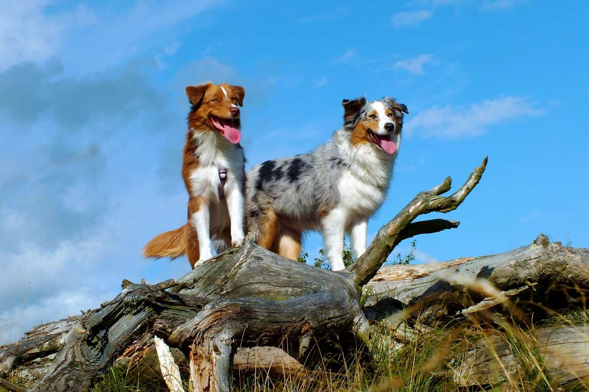 Der Australian Shepherd