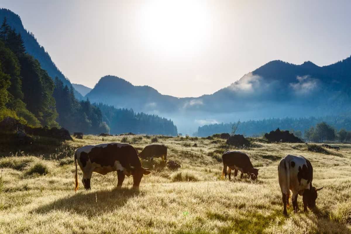 Kühe grasen auf einer Wiese