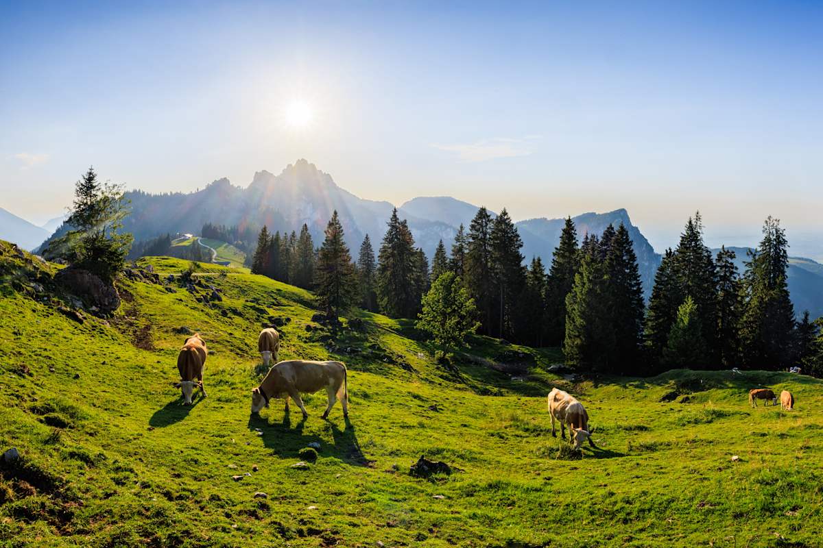 Auf einer Alm stehen Küche. Hinter ihnen ein Bergpanorama.