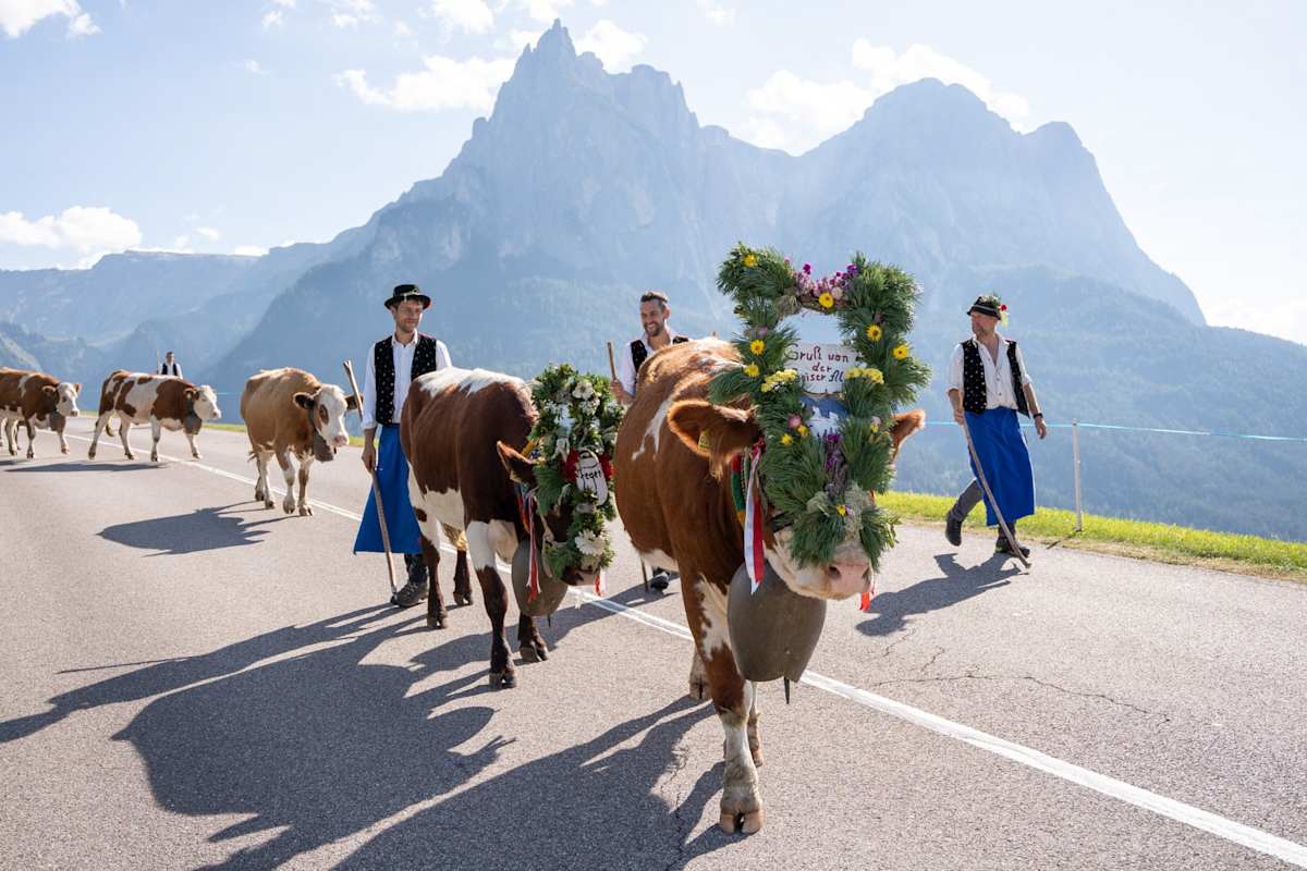 Zurück ins Tal heißt es Anfang Oktober für die Kühe, die den Sommer auf der Seiser Alm verbracht haben.
