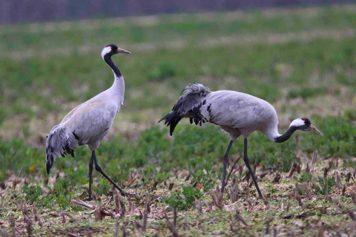 Elegante Kraniche auf dem Naturlehrpfad Pressel.