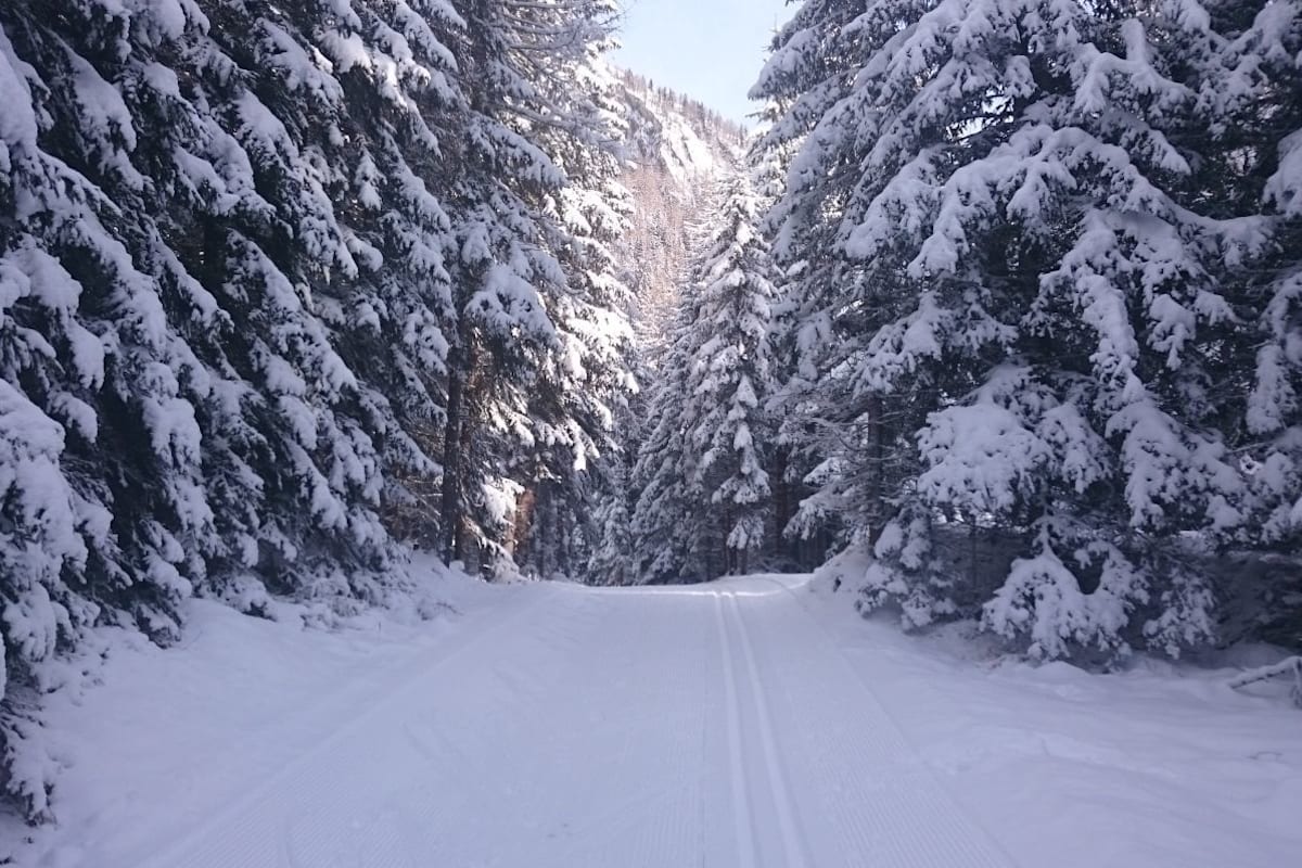 Die Romanikloipe Kals führt durch Wälder und über offene Wiesen.