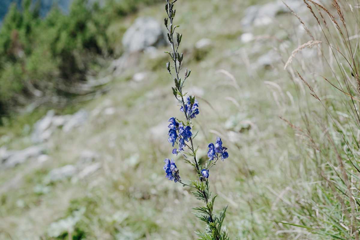 Blauer Eisenhut am Untersberg