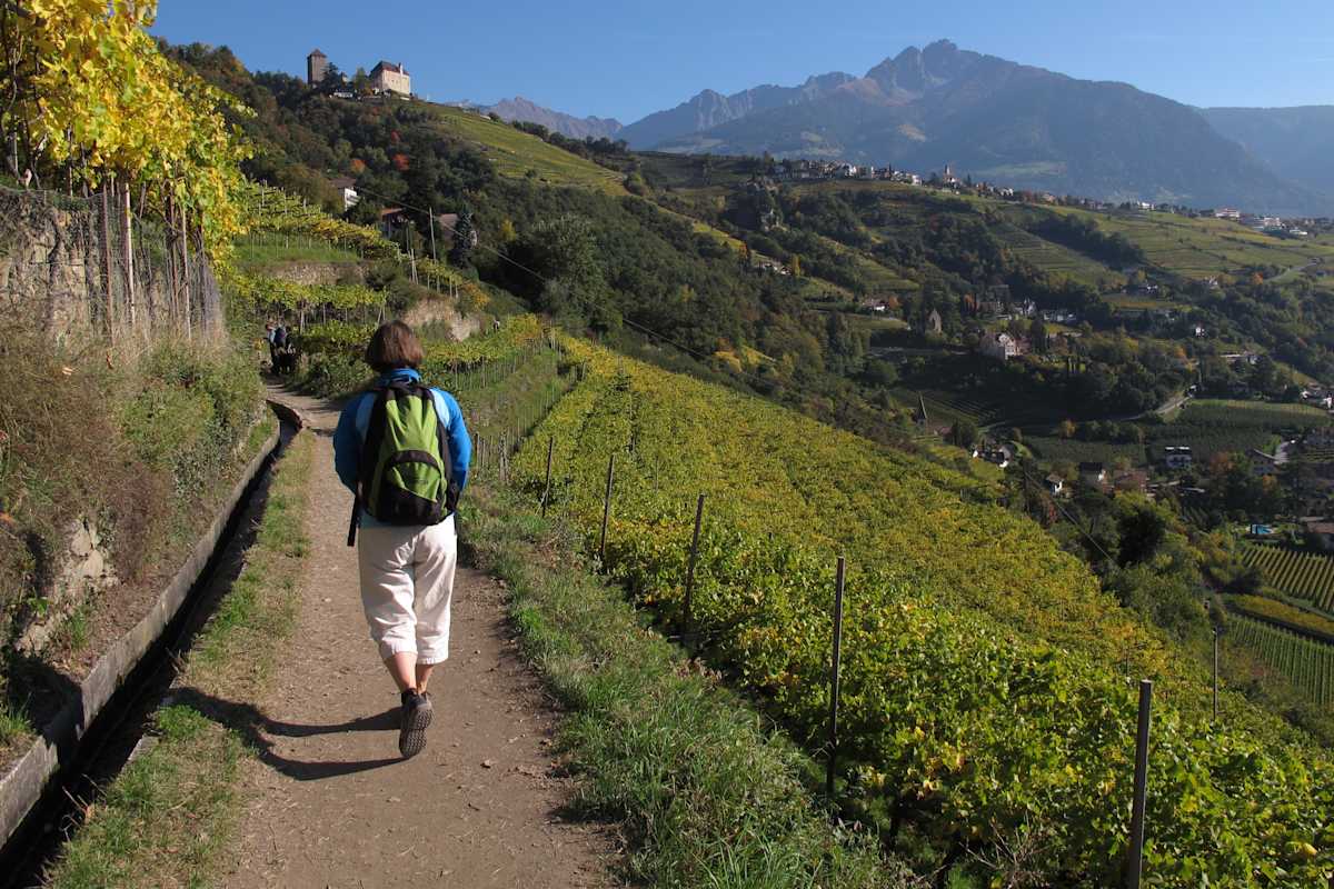 Blick über die Weinberge nach Dorf Tirol.