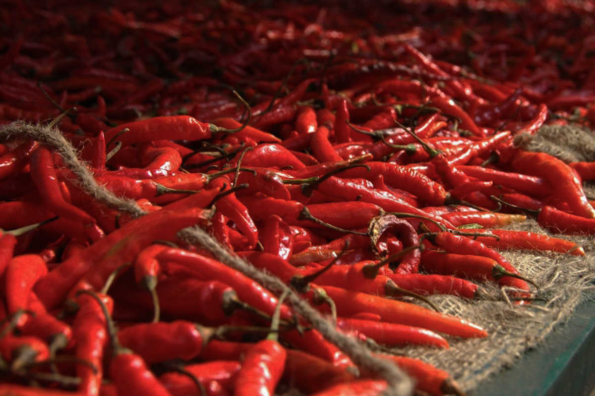 Chilischoten
