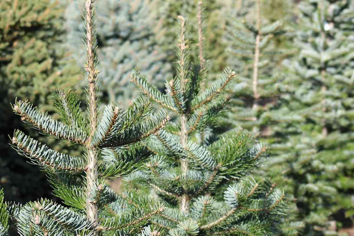 Christbaum-Verkauf