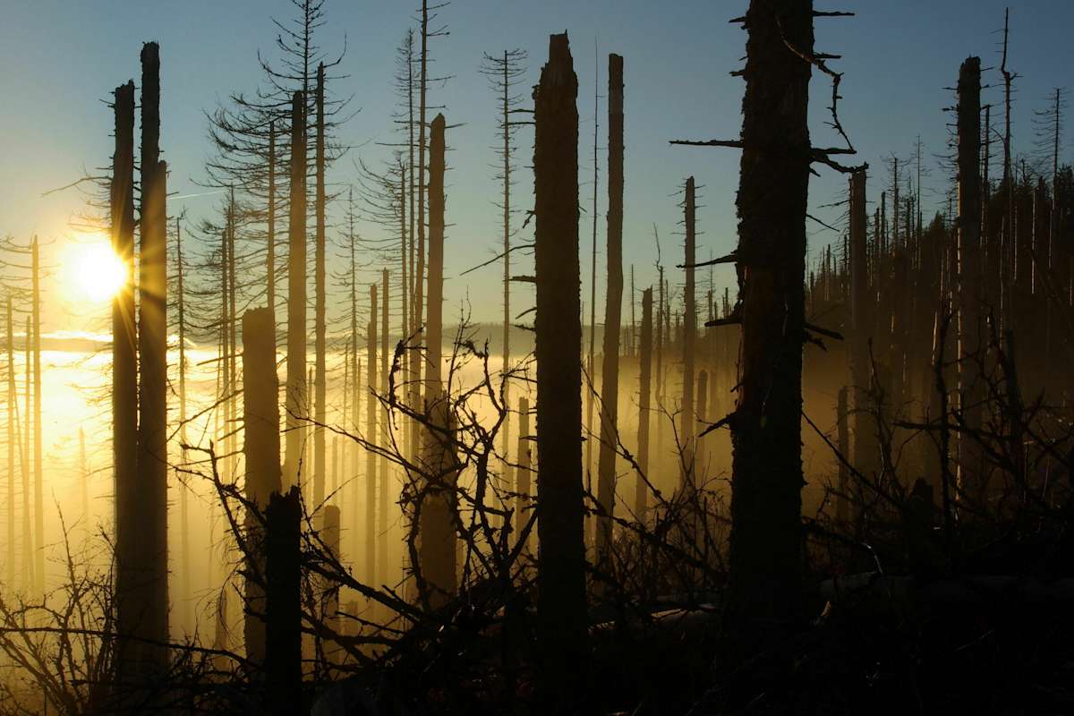 Nationalpark Bayerischer Wald