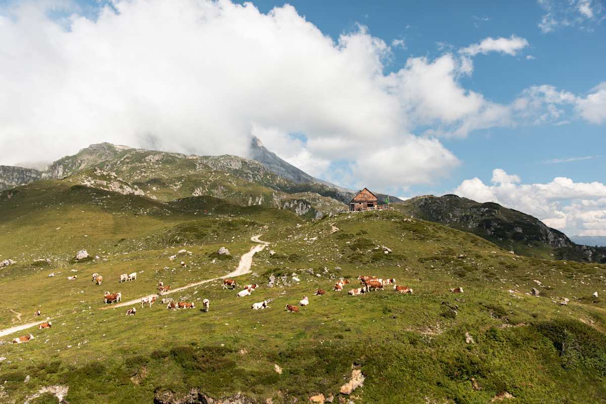 Die Franz-Fischer-Hütte im Naturpark Riedingtal mit Weidevieh und Zufahrtsweg