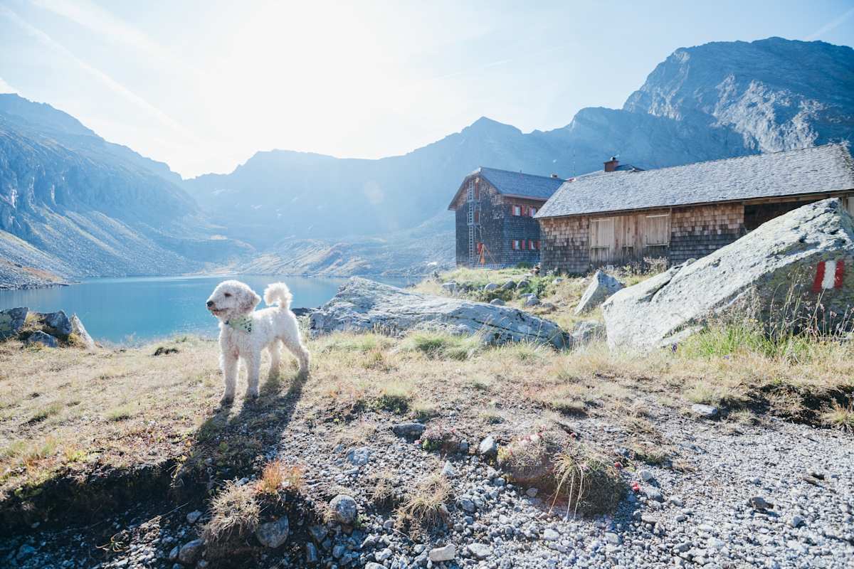Ob auch der Hund auf der Hütte übernachten darf, muss Immer im Vorfeld mit dem Hüttenwirt geklärt werden.