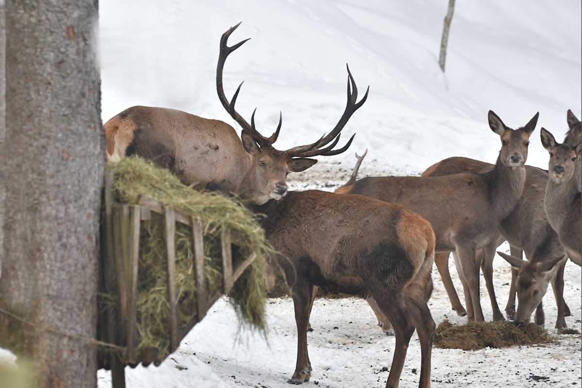 Hirsche kommen täglich zur Fütterungsstelle. Sie hier zu stören, ist auch für den umliegenden Wald schlecht.