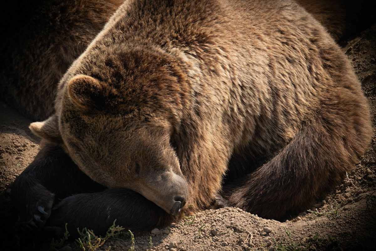 Der Europäische Braunbär ist gefährdet und streng geschützt