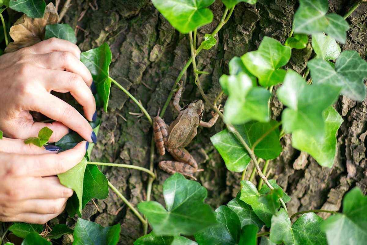 Frosch auf Baumstamm; freiwilliges Umweltjahr