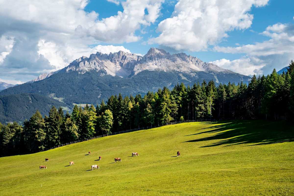 Eine Kuhherde auf einer Wiese am Fuße des Latemars