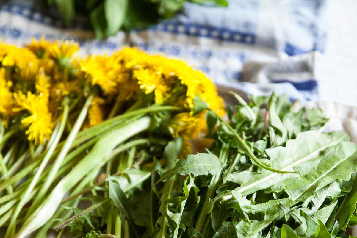 Löwenzahn - Schmackhaft, gesund und ein heimisches Superfood