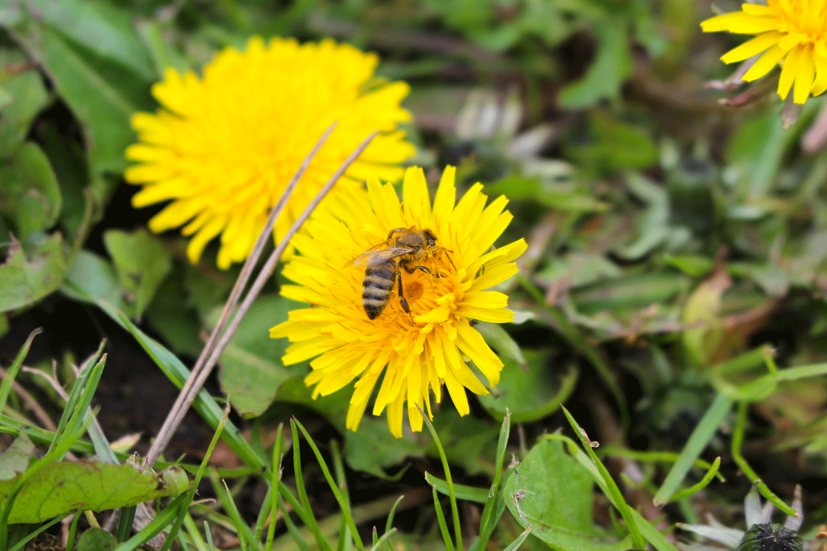 Löwenzahnblüten sind eine wichtige Nahrungsquelle für Bienen