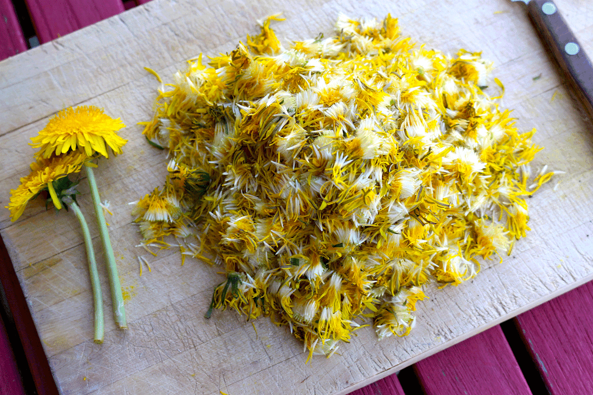 Im ersten Schritt werden die gelben Löwenzahnblüten aus den Köpfen gezupft