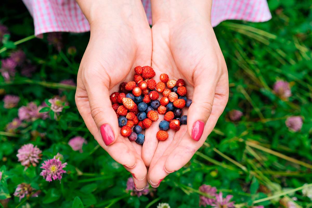 Schmeckt (nicht)? Viele Beeren können bedenkenlos gegessen werden