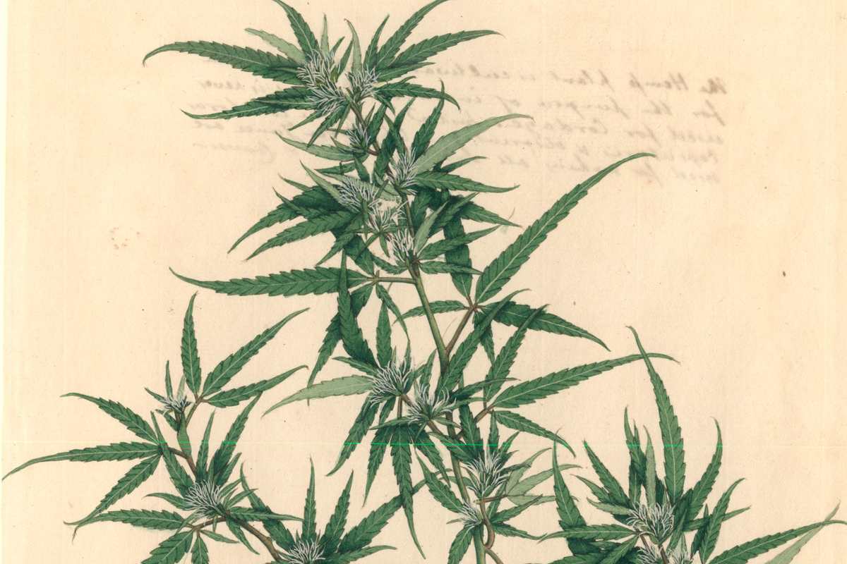 Cannabis sativa als rauschfreie Medizin?