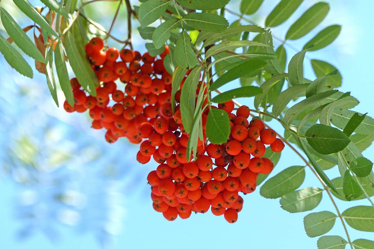 Vogelbeere – leuchtend rot am Baum, hochprozentig im Glas