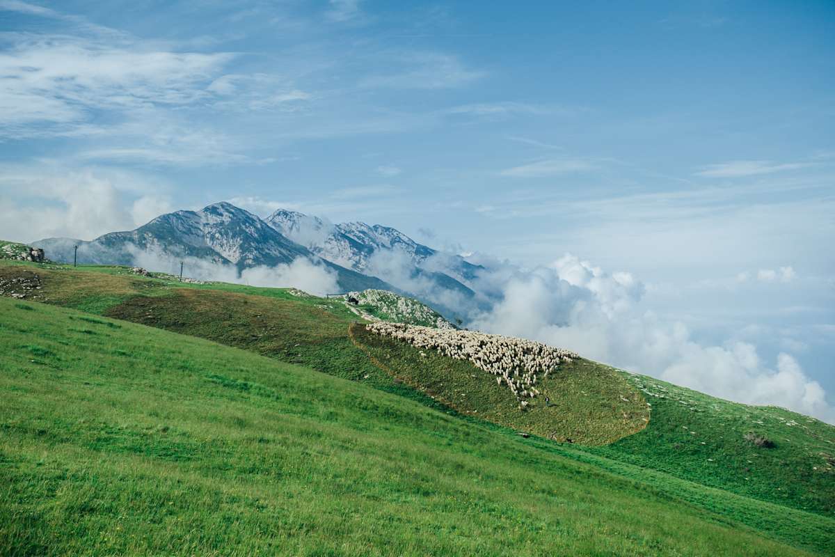 Eine Schafherde am Berg.