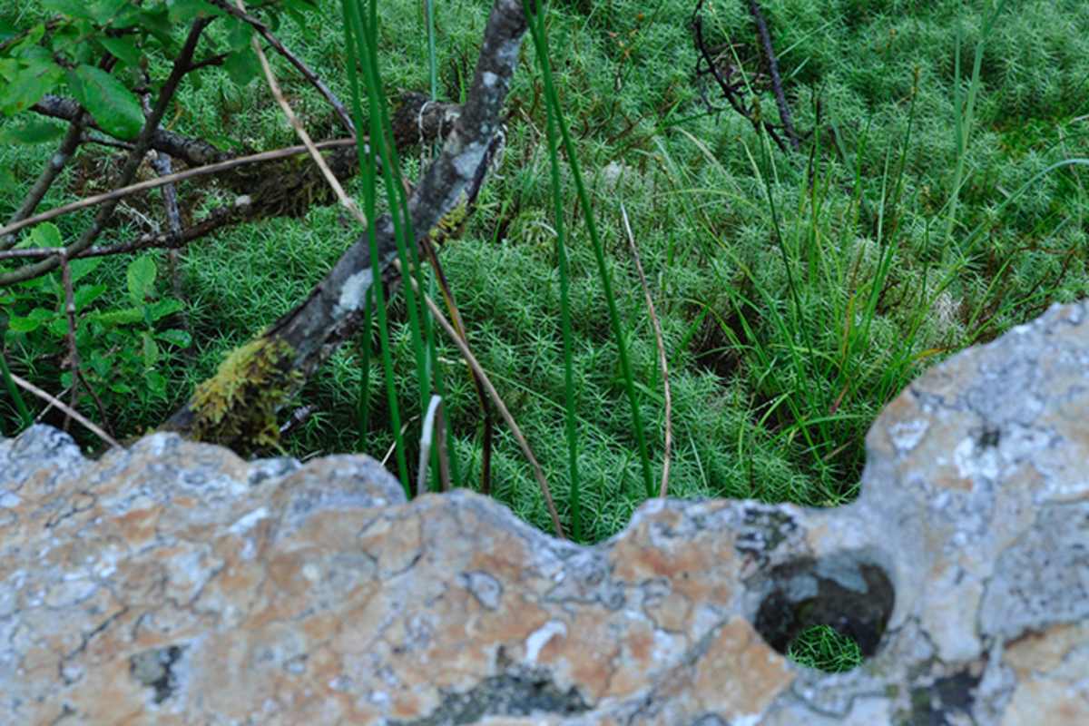 Wildschönau: Moorwanderung in Tirol