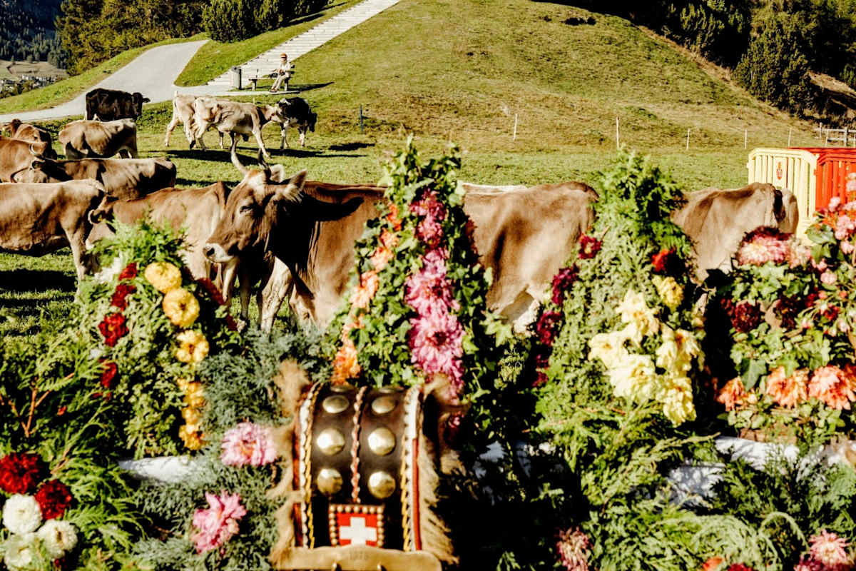 Kühe stehen auf einer Wiese.