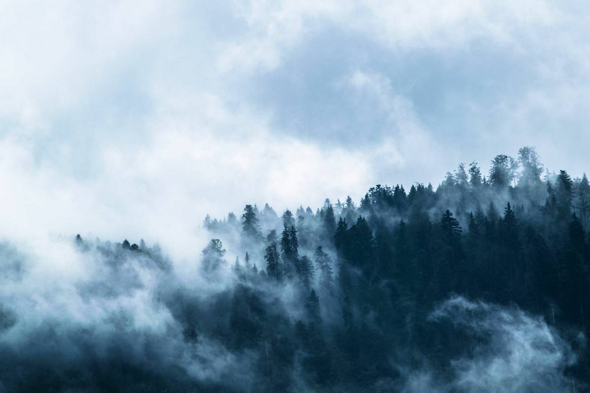 Ein nebelverhangener Wald