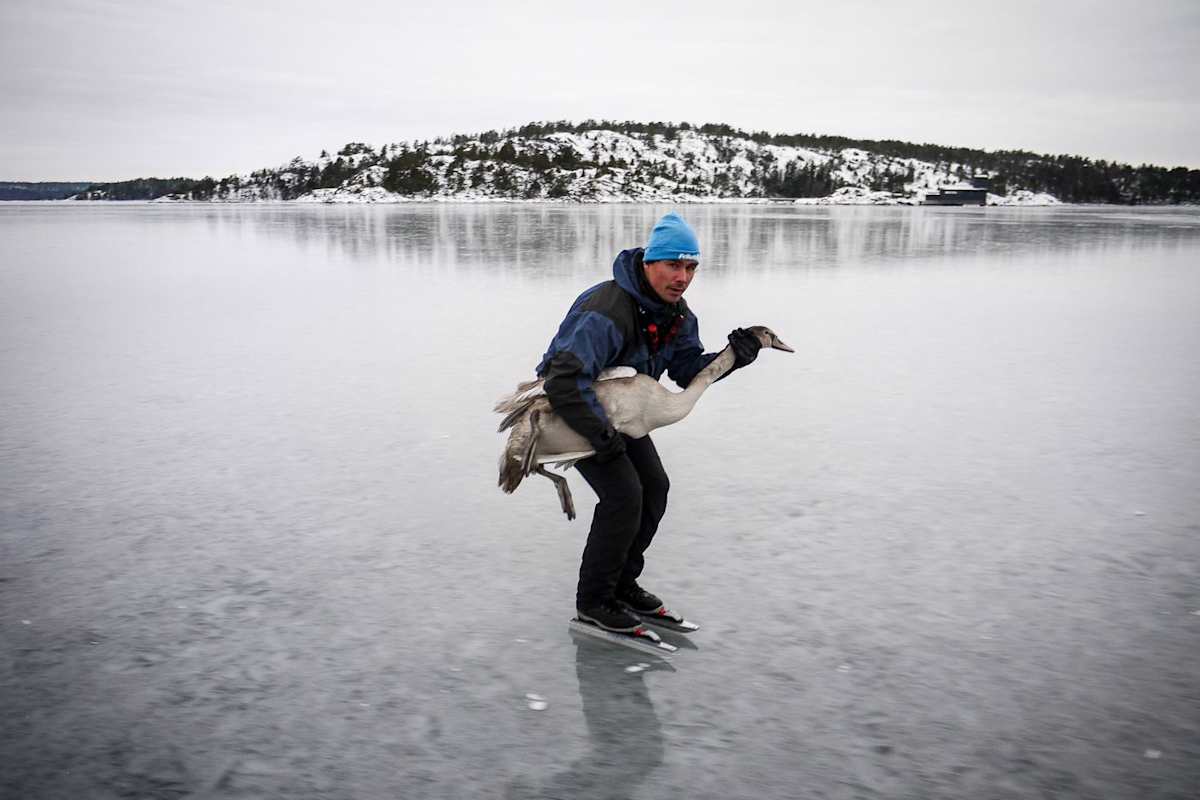Eisläufer mit Schwan auf dem Weg dem Vogel zurück ins Meer zu helfen