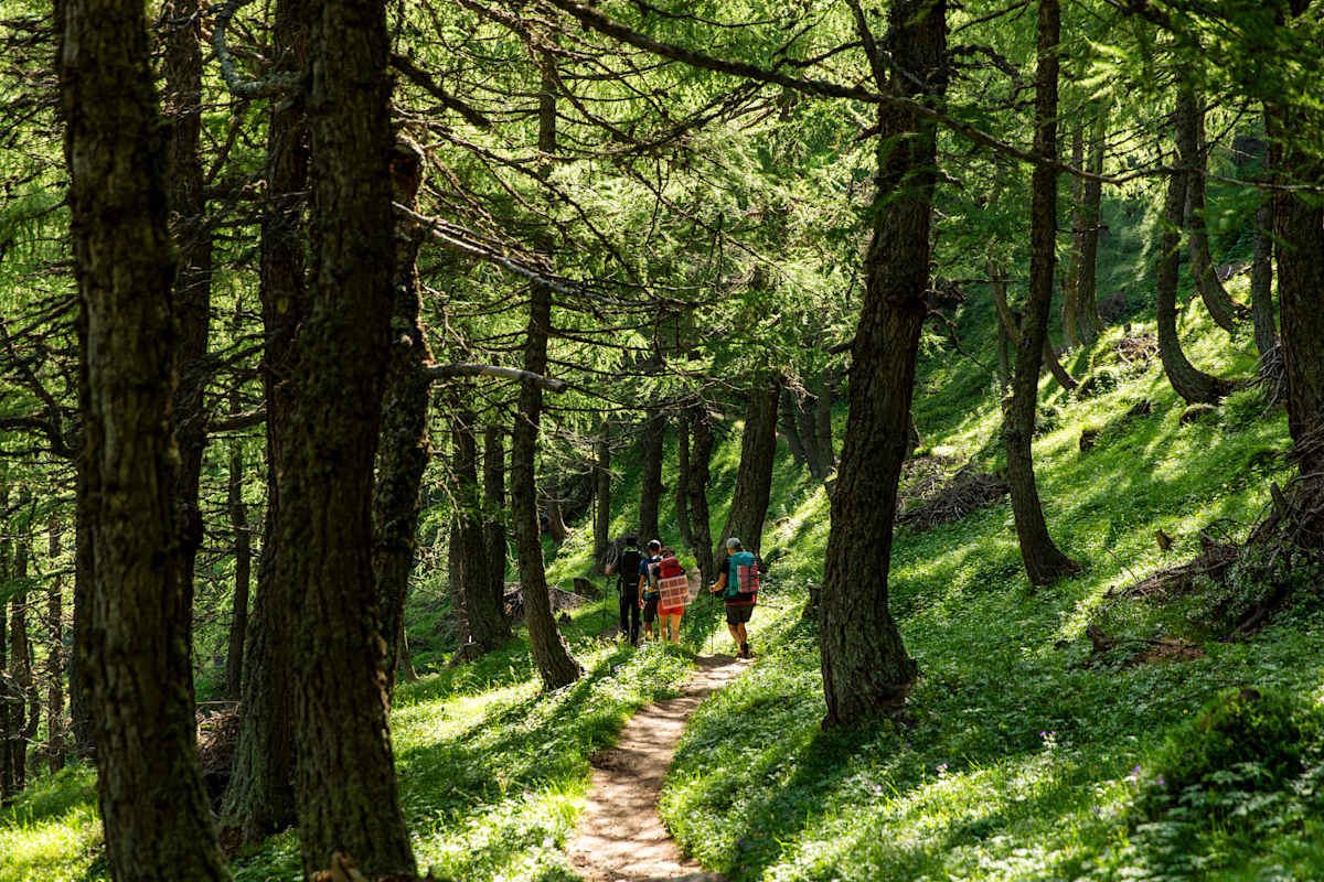 Personen wandern durch den schattigen Wald