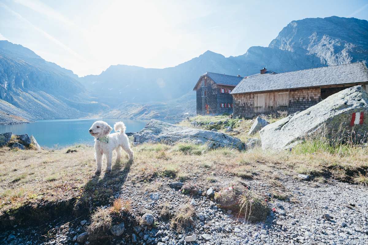 Hunde sind auf Hütten nicht immer erlaubt, aber hier – auf dem Arthur-von-Schmid-Haus – gern gesehene Gäste