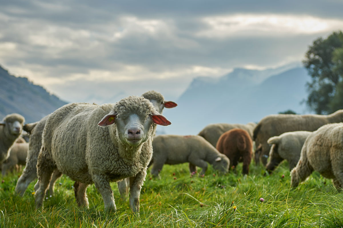 Wer könnte diesem wundervollen Schaf schon seine Hilfe verweigern?