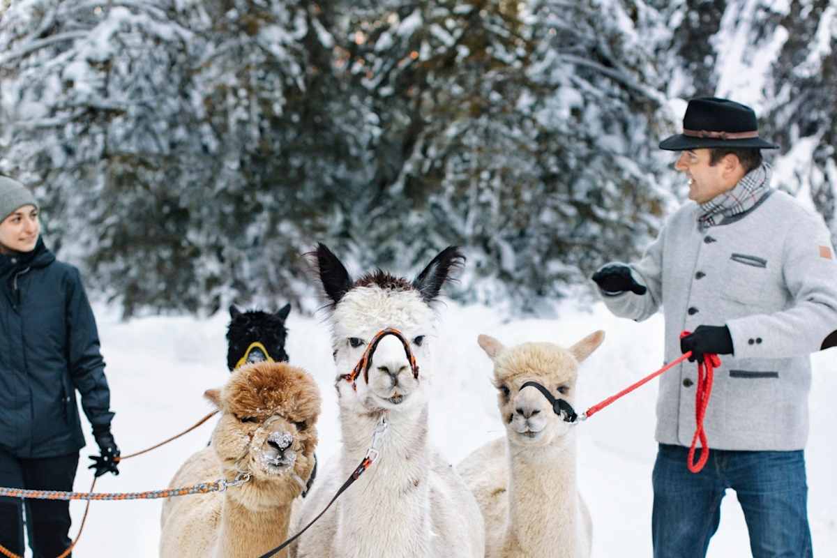 Alpakas im Schnee.