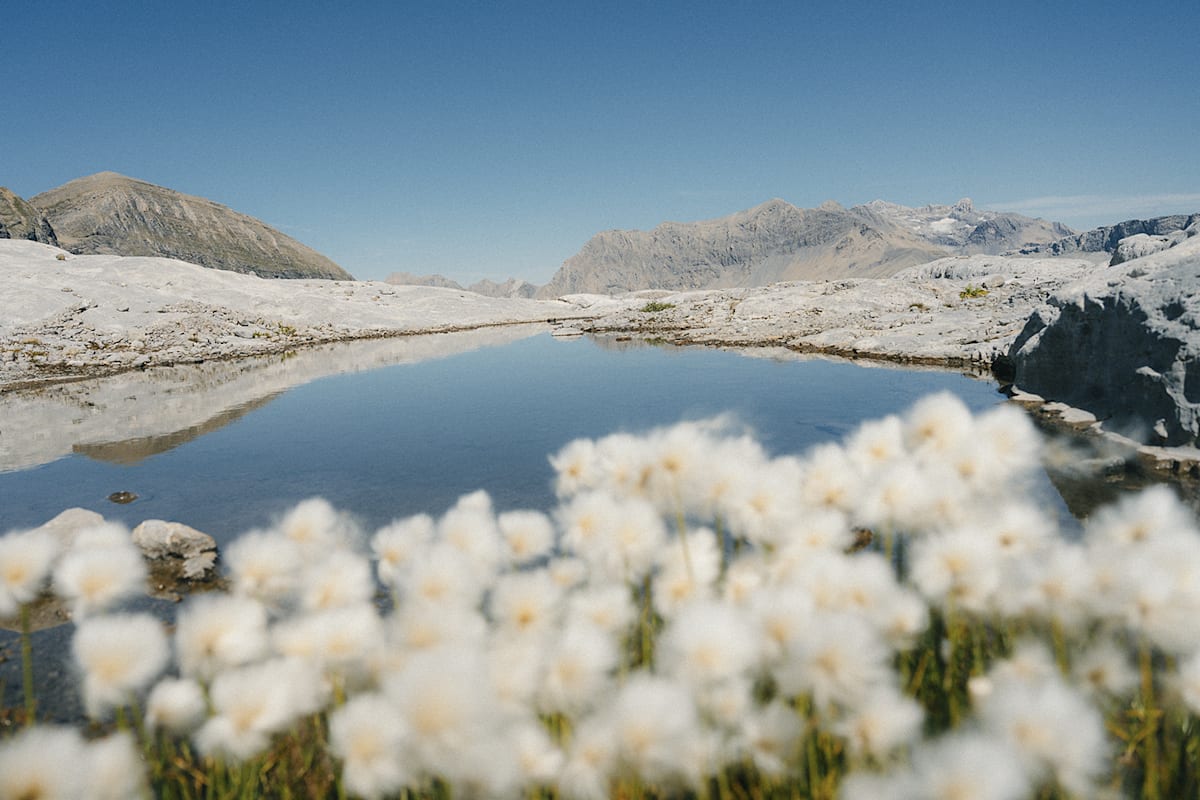 Man sieht einen blauen kleinen Bergsee inmitten einer steinige Landschaft. Vor dieser Szenerie sind Gänseblümchen zu erkennen.