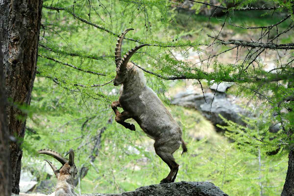 Steinbock