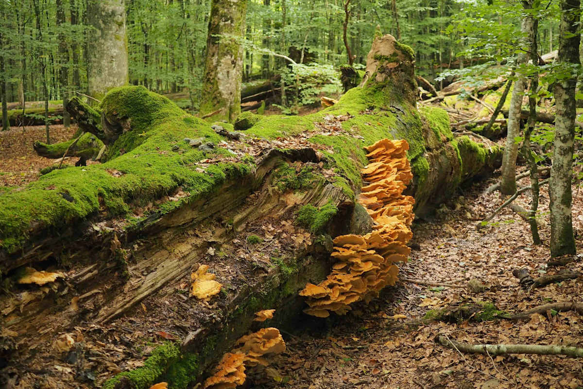 Im Nationalpark Bayerischer Wald und im Nachbar-Nationalpark Šumava findet man noch echte Urwälder.