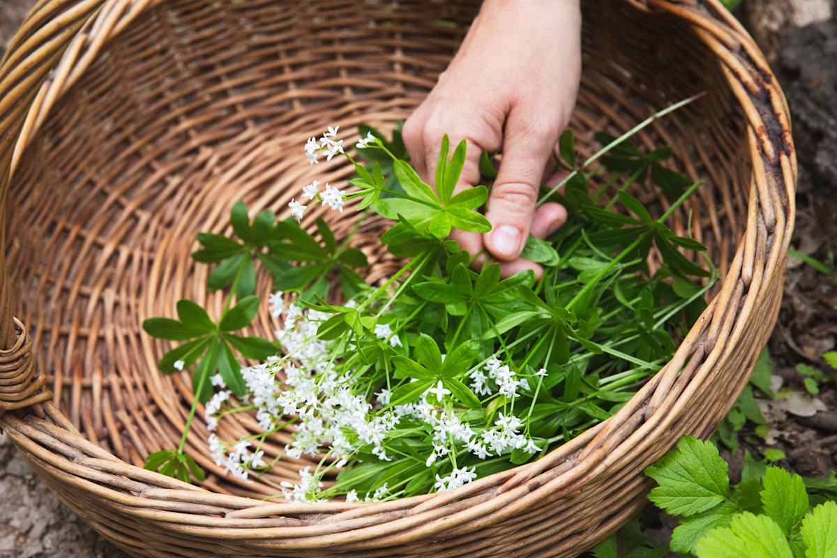 Waldmeister kann bedenkenlos gesammelt werden, da alle ähnlich aussehenden Pflanzen ungiftig sind.