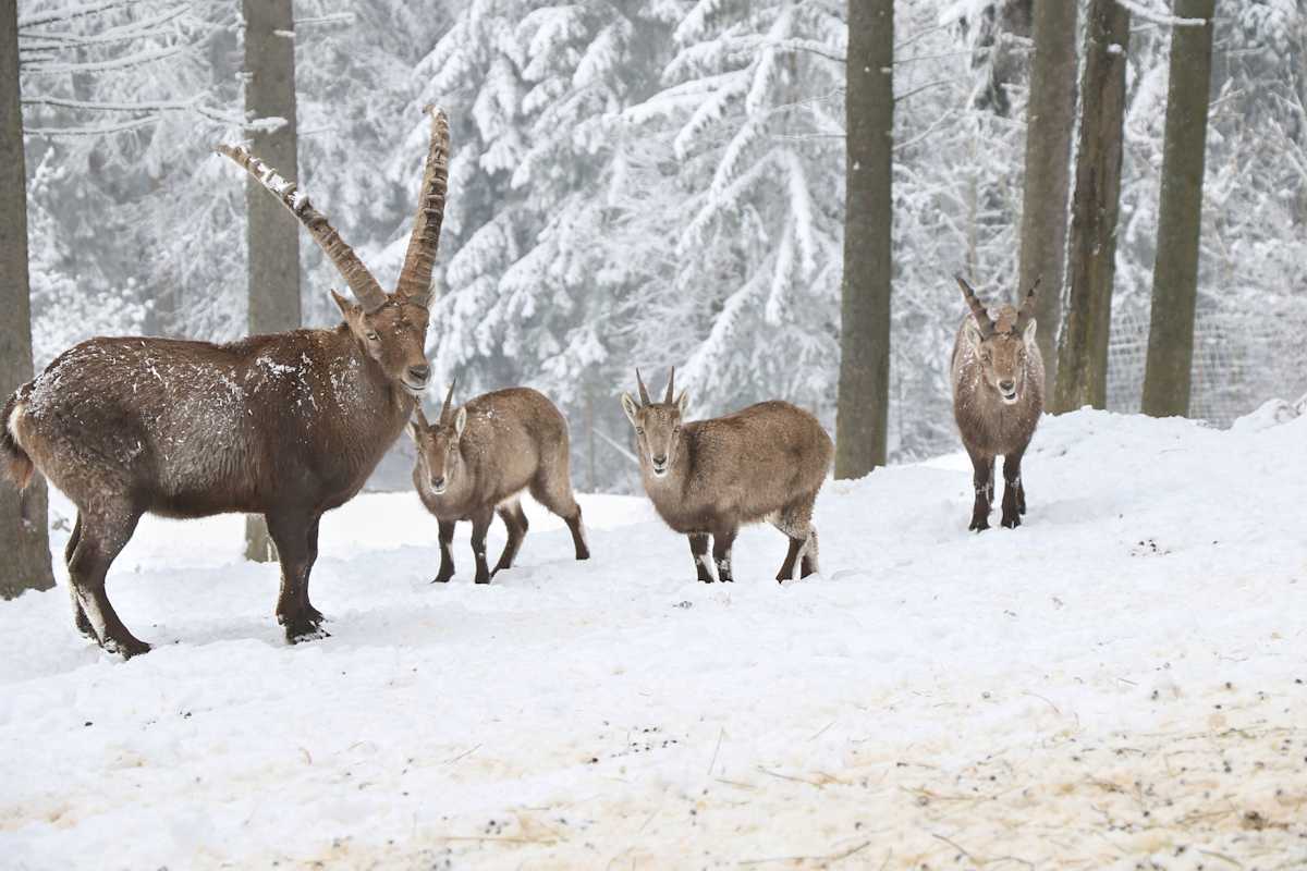 winterwanderungenwien_hohewand_steinbocke(c)naturparkhohewand