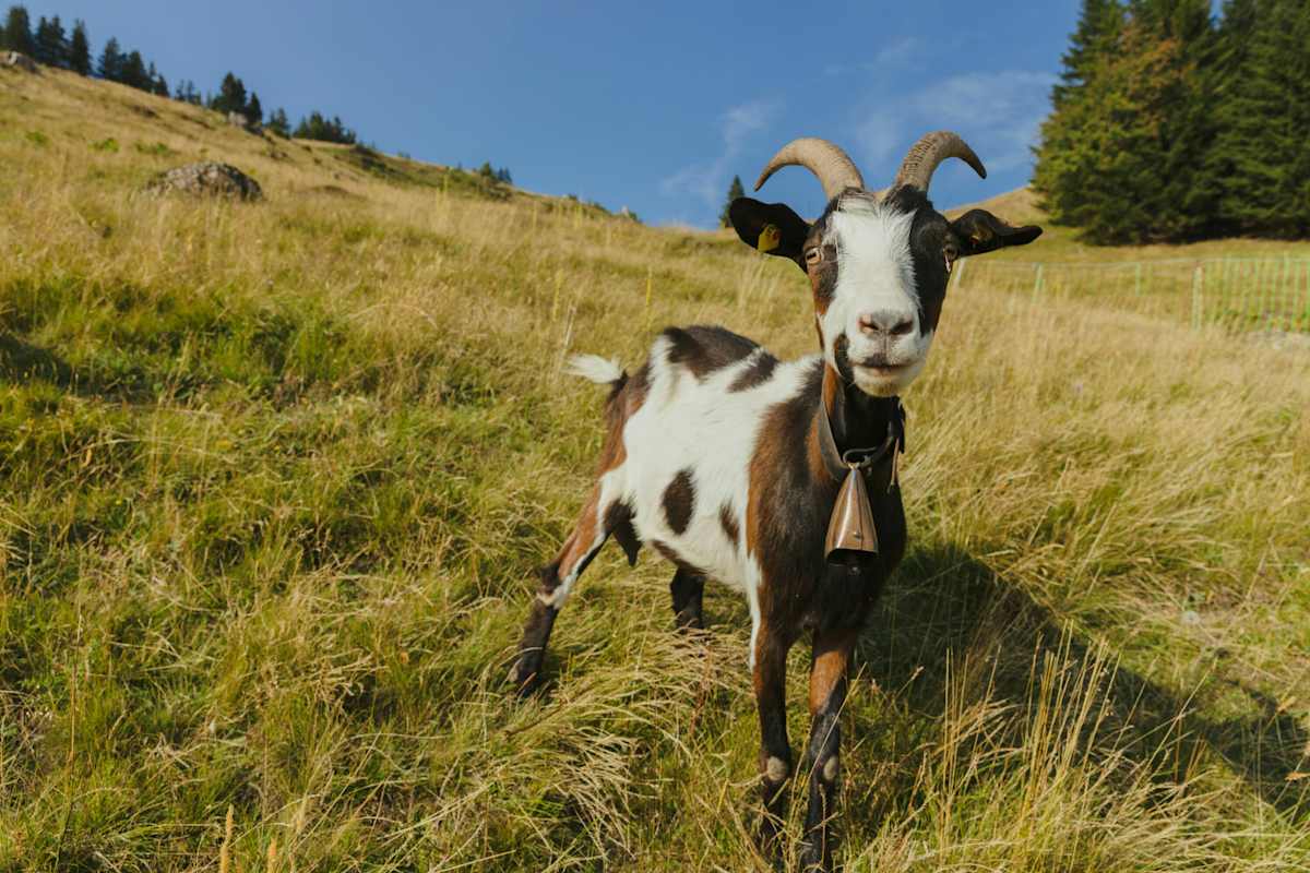 Ziegen trifft man im Naturpark Nagelfluhkette häufig an.