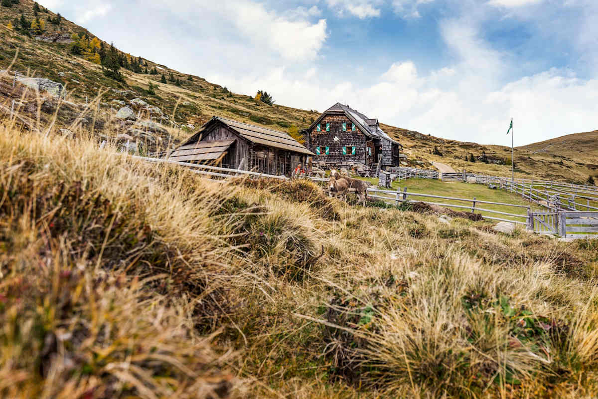 Die Millstätter Hütte mit tierischer Begleitung