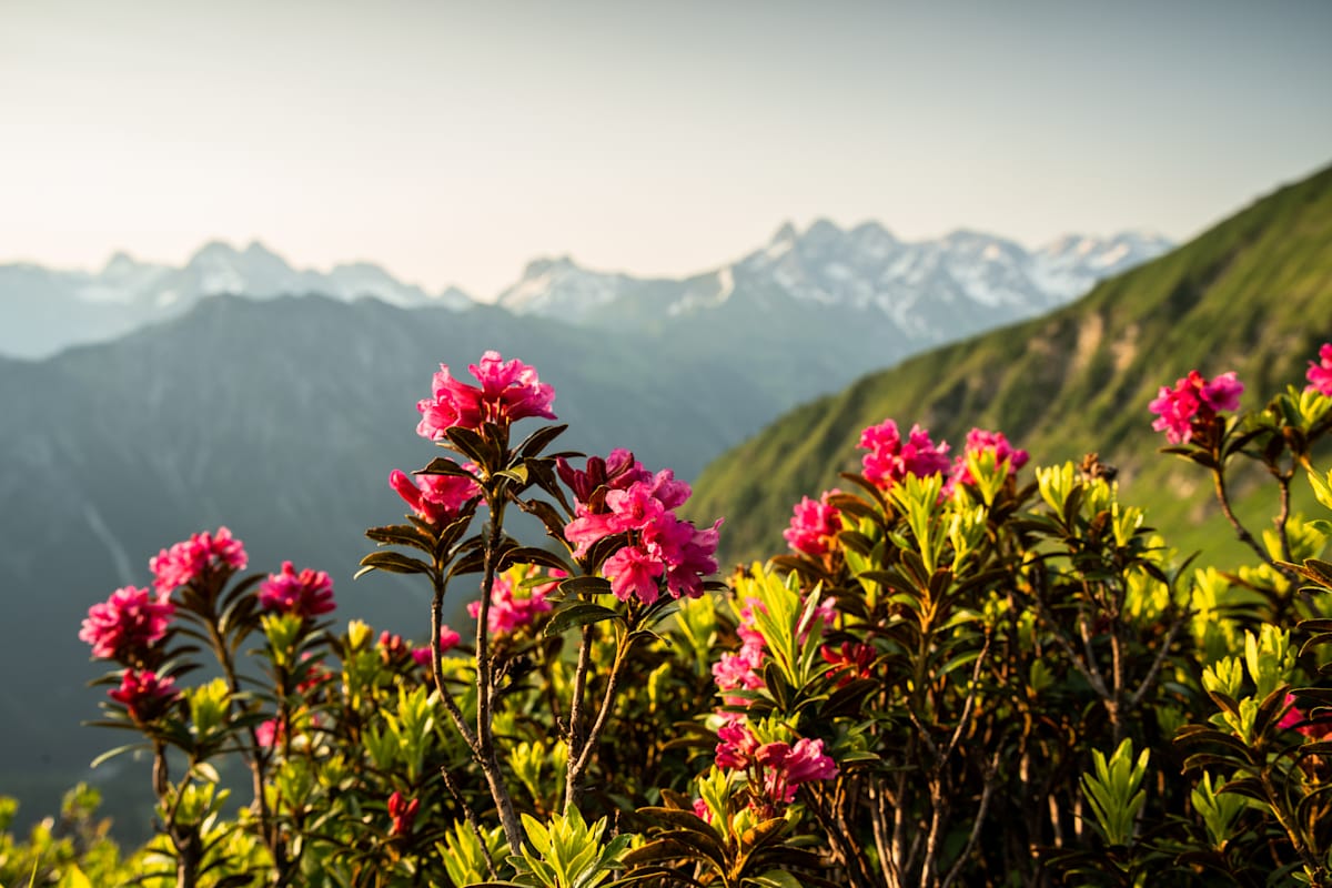 alpenrosen am fellhorn in oberstdorf