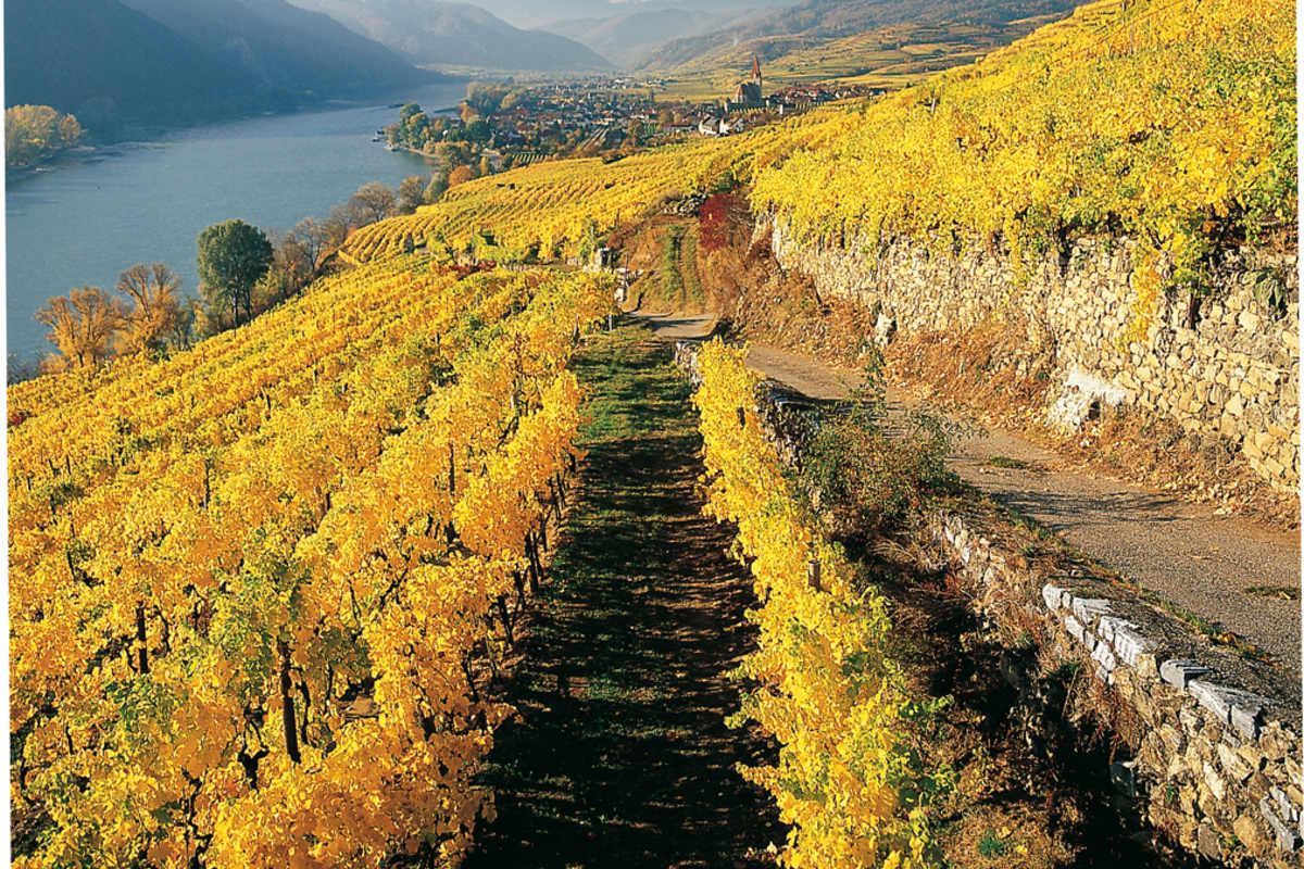 Herbstlich verfärbtes Weinlaub der Riede Achleiten mit Blick auf Weißenkirchen.