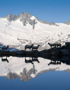 Zillertaler Alpen Sommer